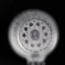 Load image into Gallery viewer, Highly Educated Gavel SE - Goodiesheady